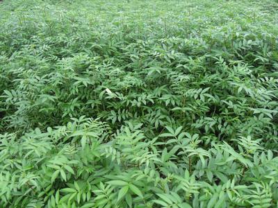 重慶花椒批發(fā)