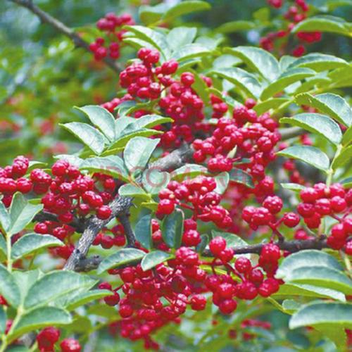 重慶花椒批發(fā)